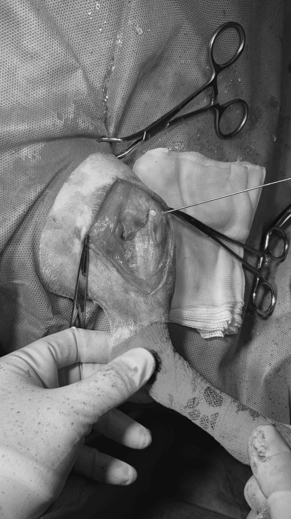 김해 24시 동물병원: 강아지 전십자인대 파열 TPLO 수술 회복 사례 — 사진 10