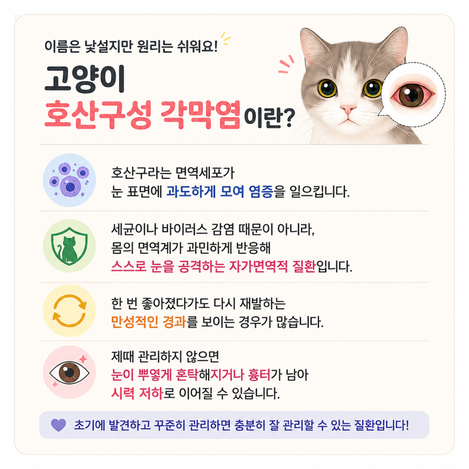 원주시동물병원, 고양이 호산구성 각막염 진단과 관리 — 사진 2