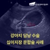 강아지 담낭 수술, 십이지장 문합술로 황달 치료