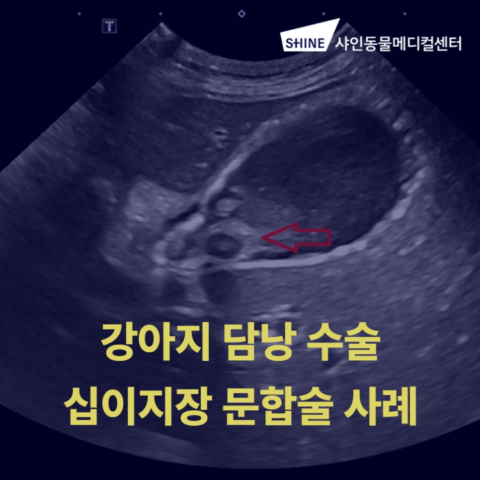 강아지 담낭 수술, 십이지장 문합술로 황달 치료