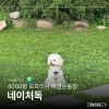 양주 네이처독 애견카페, 4000평 오프리쉬 파크 후기