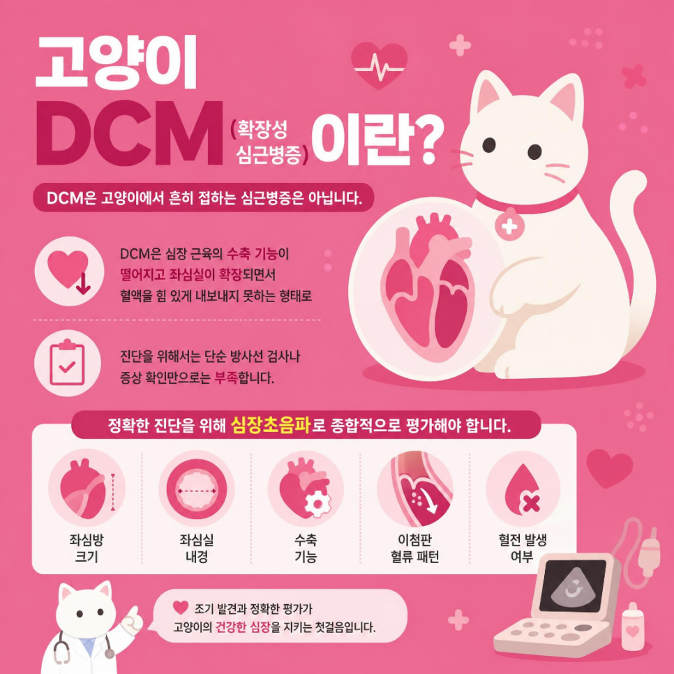 대전 고양이 심장병 종류별 증상과 관리법 — 사진 4