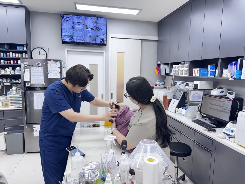 원주시동물병원, 고양이 호산구성 각막염 진단과 관리 — 사진 5