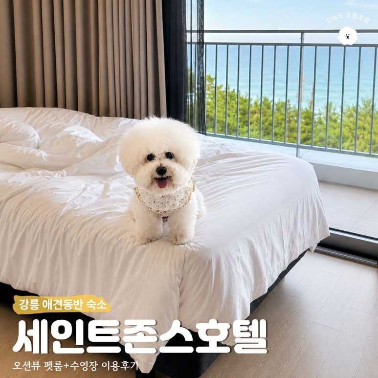 강아지 강릉 세인트존스 호텔 펫룸 & 수영장 이용 후기