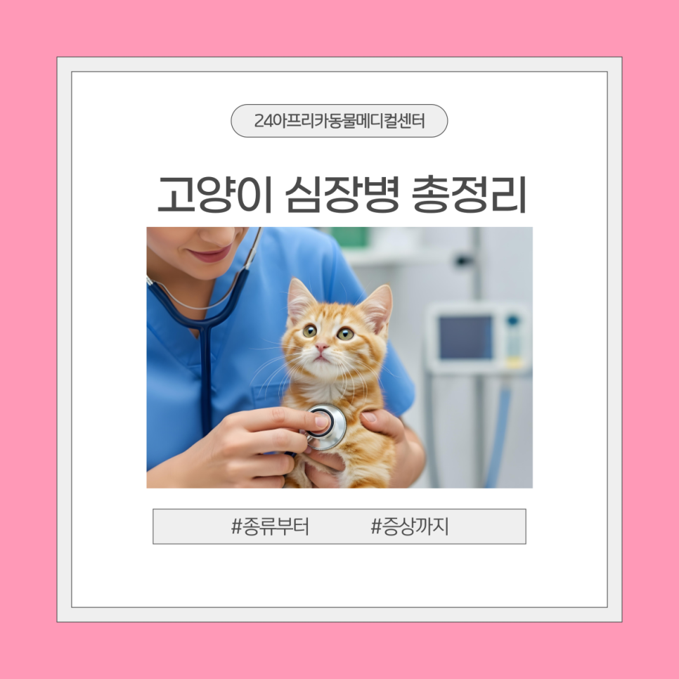 대전 고양이 심장병 종류별 증상과 관리법