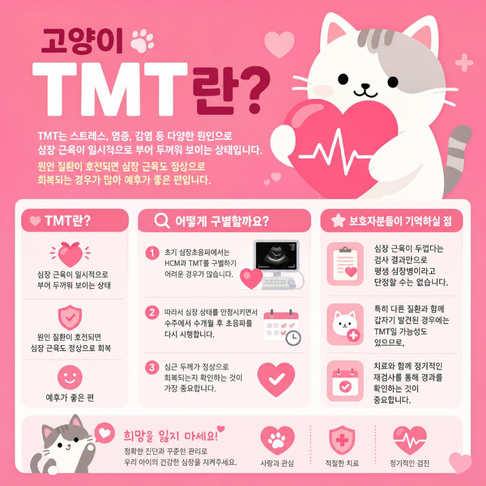 대전 고양이 심장병 종류별 증상과 관리법 — 사진 5