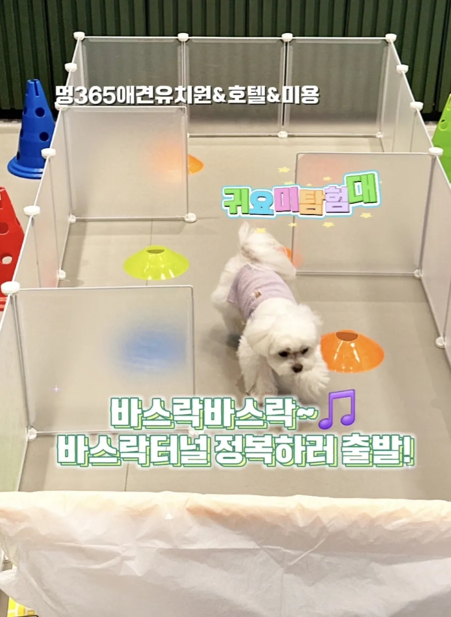시흥배곧 강아지 유치원·호텔·미용: 24시간 선생님 상주 — 사진 11