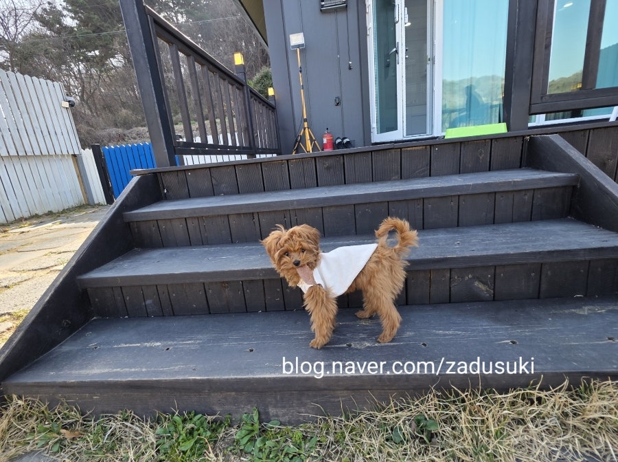 군산 애견동반 독채펜션 더레이크서지 숙박 후기 — 사진 5
