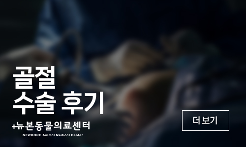 평택 고양이 앞다리 골절 수술 후기 및 회복 과정 — 사진 7