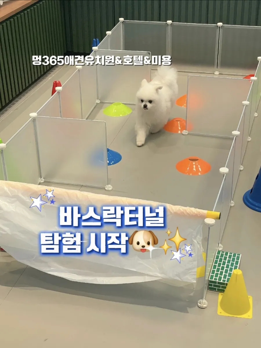 시흥배곧 강아지 유치원·호텔·미용: 24시간 선생님 상주 — 사진 10