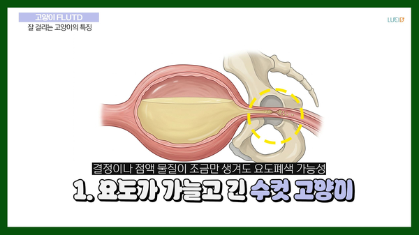 강북구 동물병원 고양이 하부요로질환 증상과 원인 — 사진 6