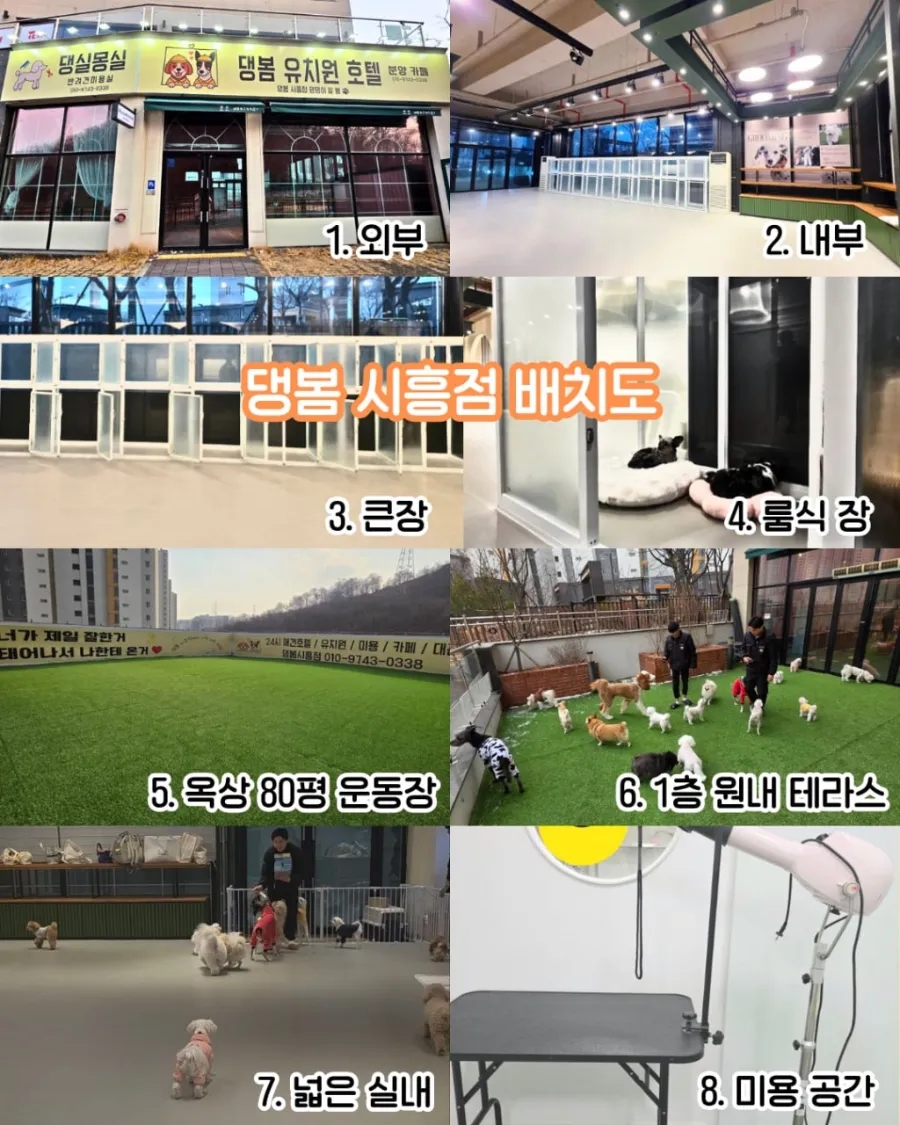 시흥배곧 강아지 유치원·호텔·미용: 24시간 선생님 상주 — 사진 3