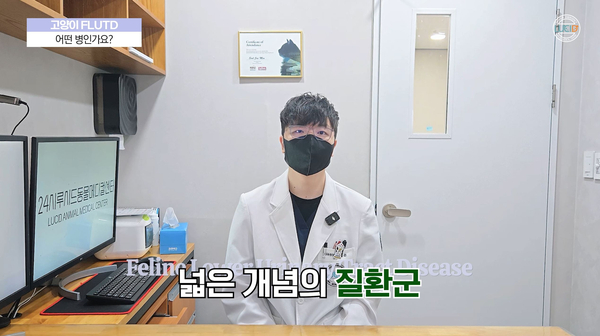 강북구 동물병원 고양이 하부요로질환 증상과 원인 — 사진 3