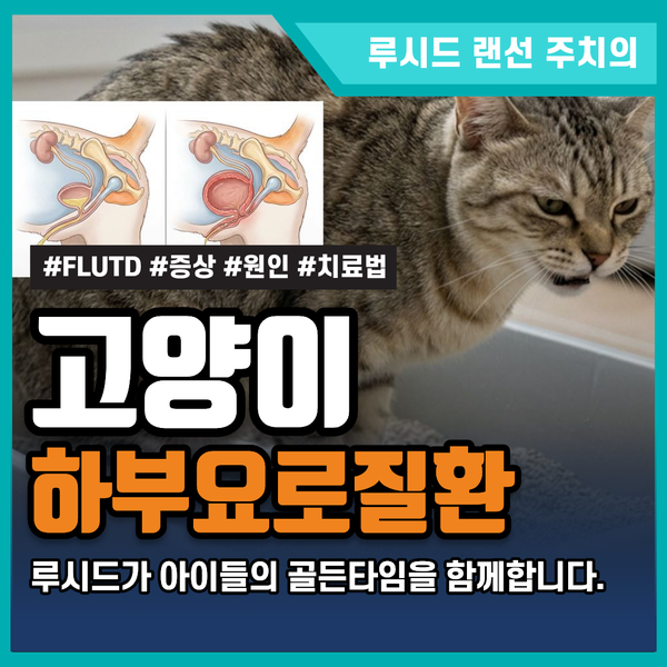강북구 동물병원 고양이 하부요로질환 증상과 원인