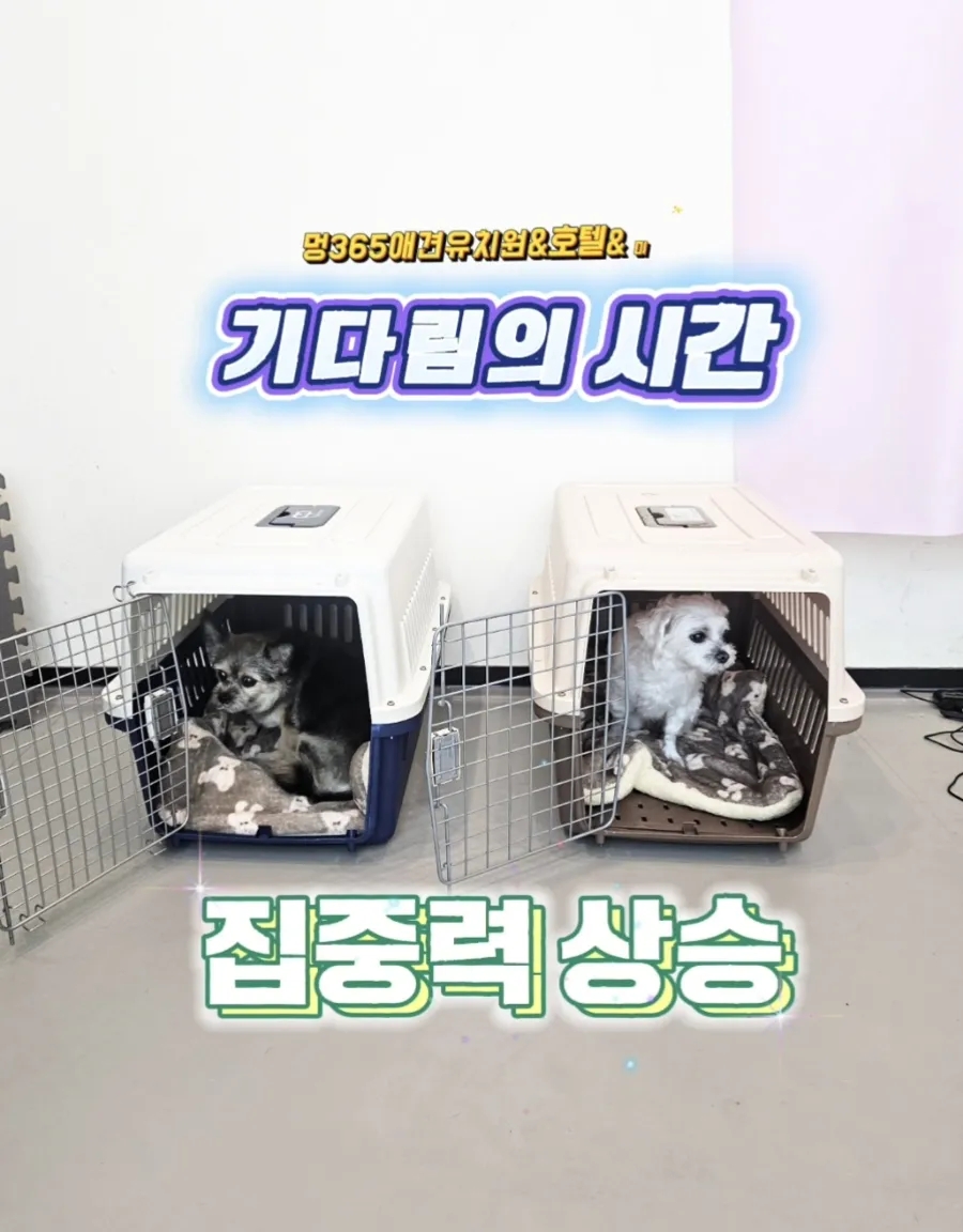시흥배곧 강아지 유치원·호텔·미용: 24시간 선생님 상주 — 사진 12