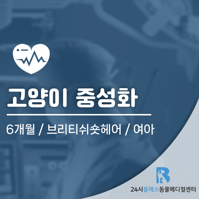 용인 고양이 중성화 수술, 안전한 호흡 마취와 전용 입원실