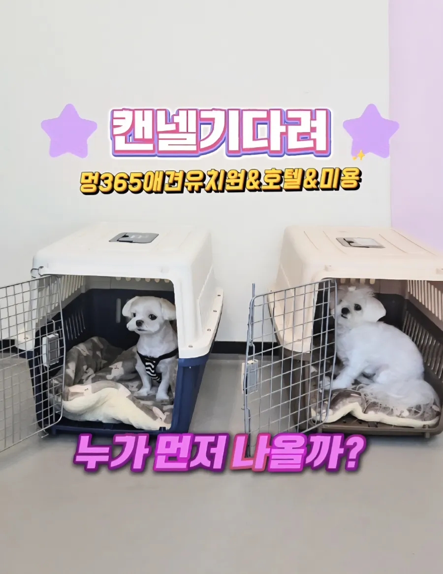 시흥배곧 강아지 유치원·호텔·미용: 24시간 선생님 상주 — 사진 13