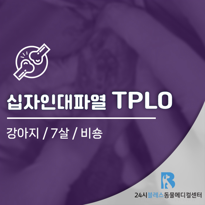 강아지 강아지 뒷다리 들고 다닐 때 십자인대 파열 TPLO 수술