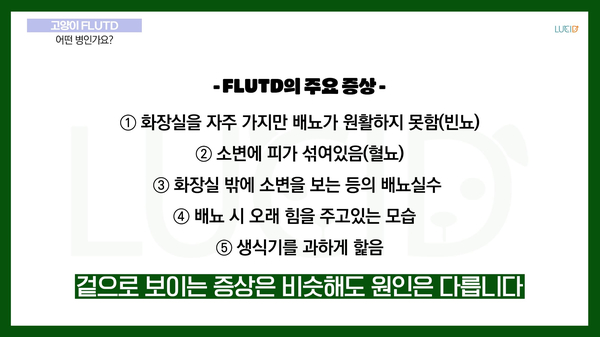 강북구 동물병원 고양이 하부요로질환 증상과 원인 — 사진 4