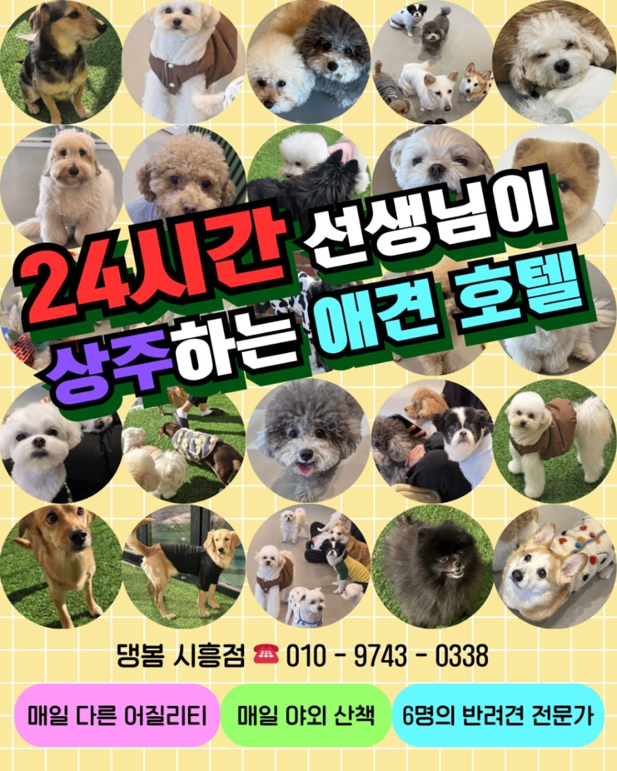 시흥배곧 강아지 유치원·호텔·미용: 24시간 선생님 상주 — 사진 5