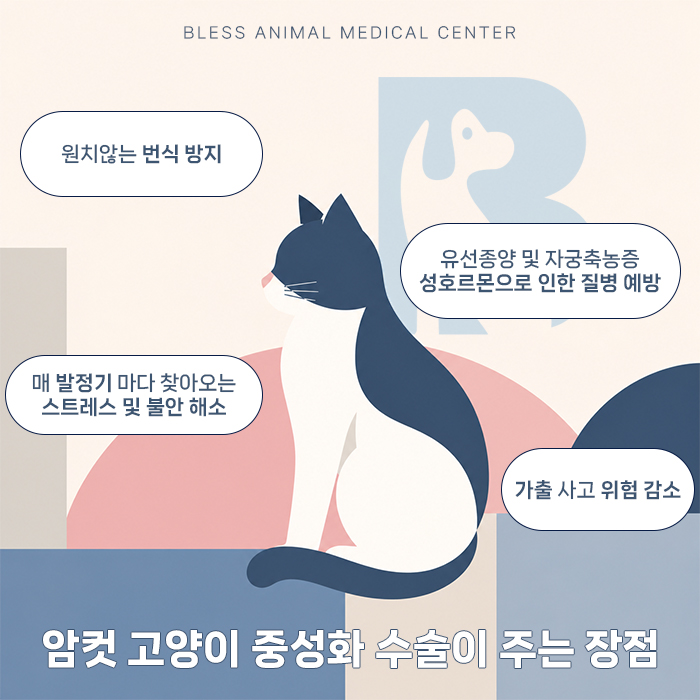 용인 고양이 중성화 수술, 안전한 호흡 마취와 전용 입원실 — 사진 2