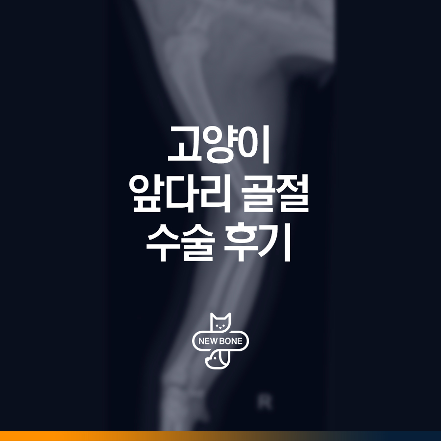 평택 고양이 앞다리 골절 수술 후기 및 회복 과정