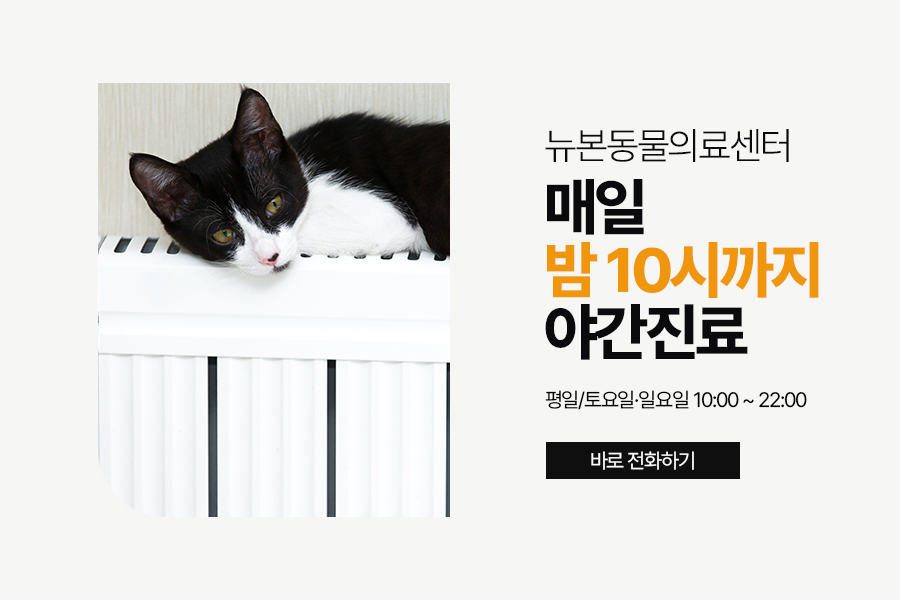 평택 고양이 앞다리 골절 수술 후기 및 회복 과정 — 사진 9