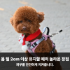 강아지 가위컷 미용 장점과 주의점 — 사진 4