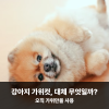 강아지 가위컷 미용 장점과 주의점 — 사진 3