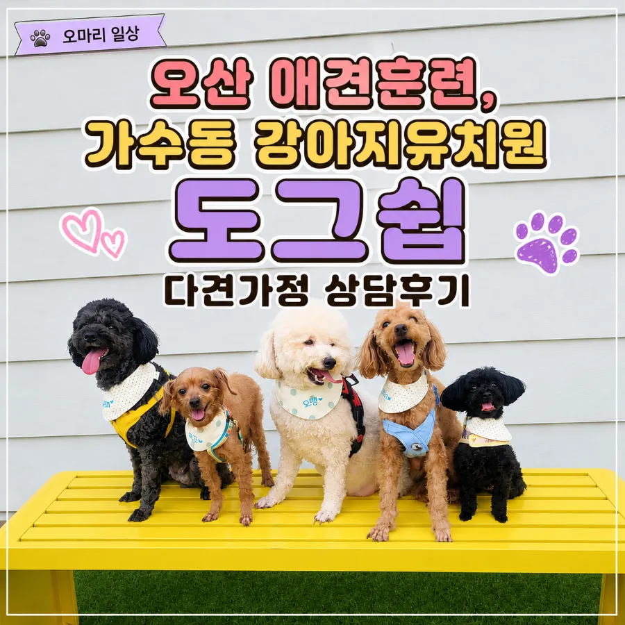 오산 강아지훈련 도그쉽, 다견가정 보호자 교육 상담 후기