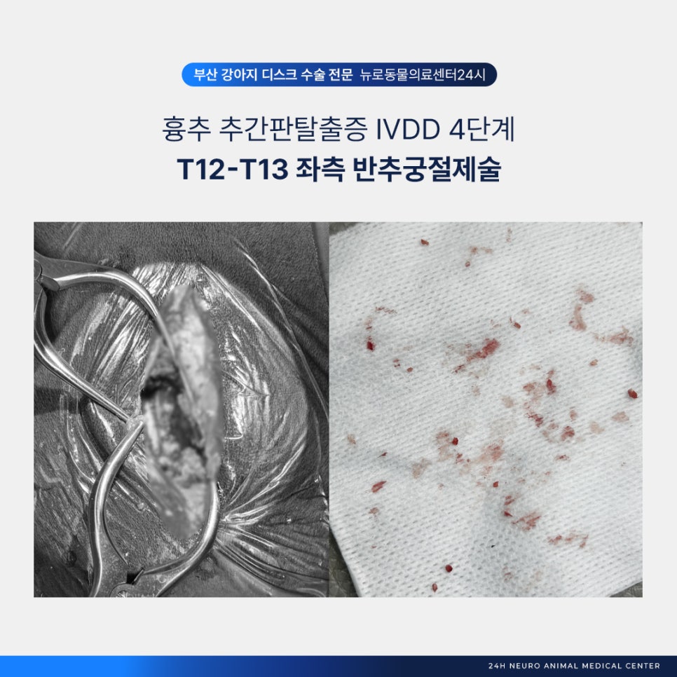 치와와 디스크 수술, 부산 뉴로동물의료센터 MRI부터 재활까지 — 사진 7