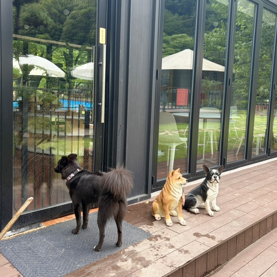 포천 미호 애견펜션: 중대형견 당일 물놀이 후기 — 사진 5