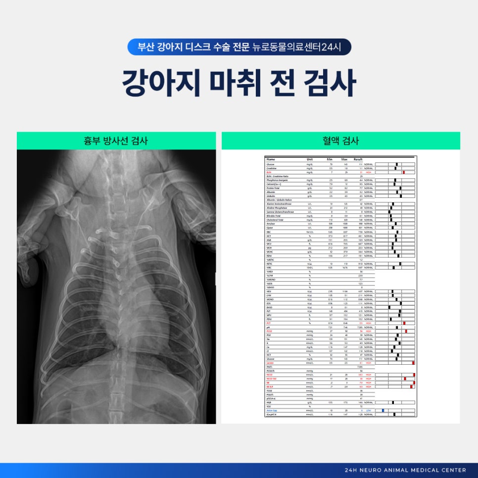 치와와 디스크 수술, 부산 뉴로동물의료센터 MRI부터 재활까지 — 사진 6