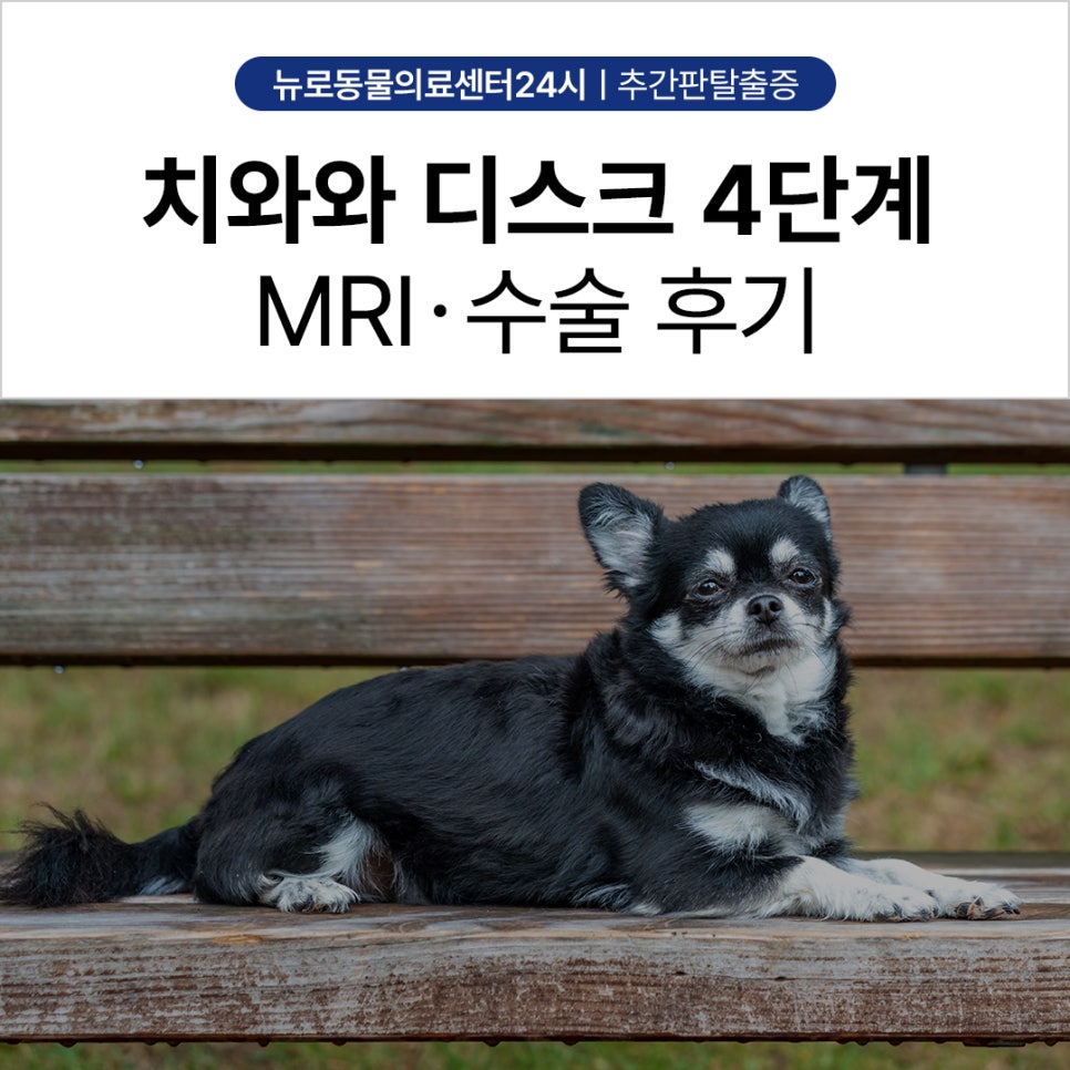 치와와 디스크 수술, 부산 뉴로동물의료센터 MRI부터 재활까지