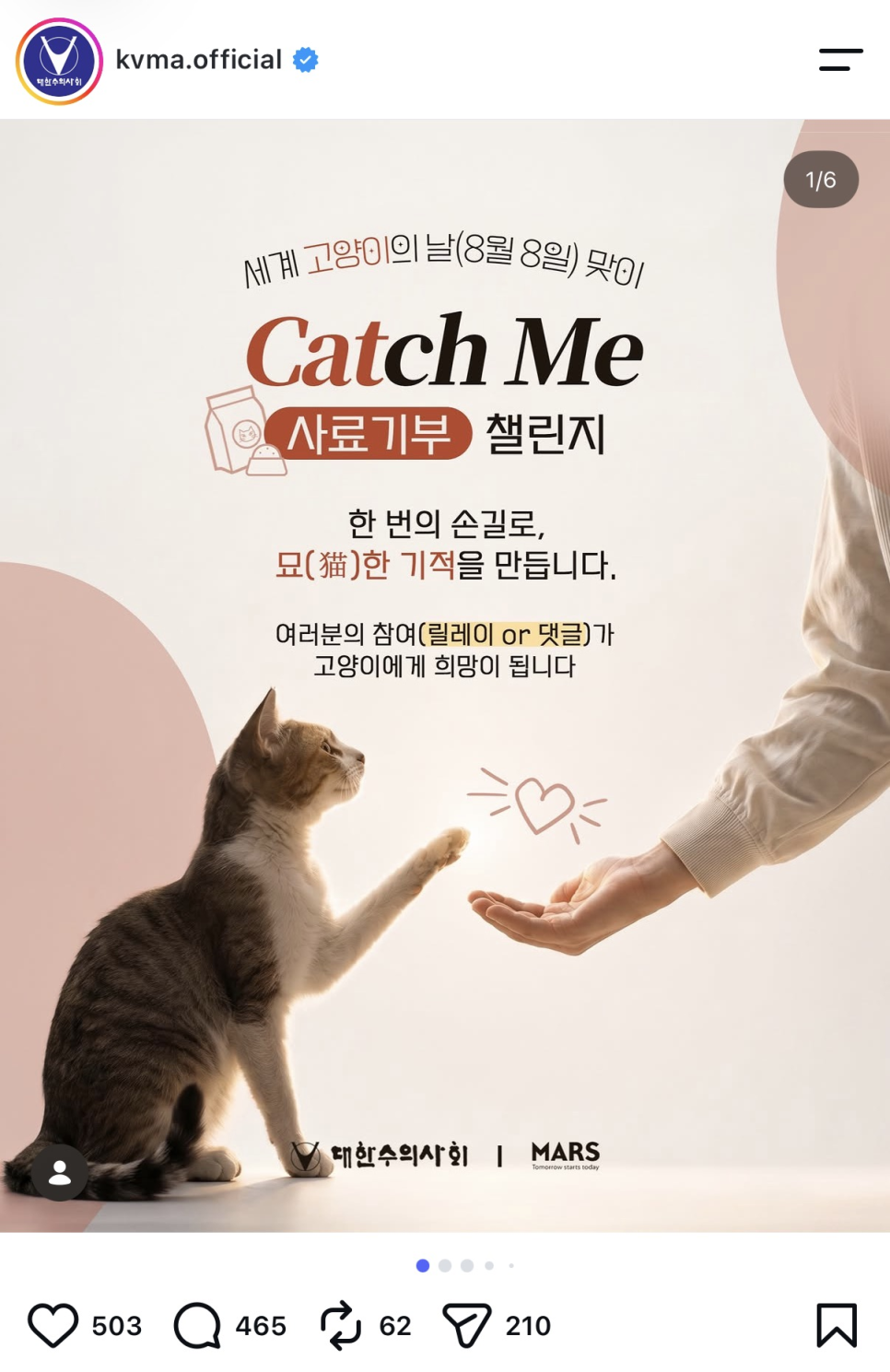세계 고양이의 날, 캣치미 챌린지로 유기묘 지원 동참 — 사진 2
