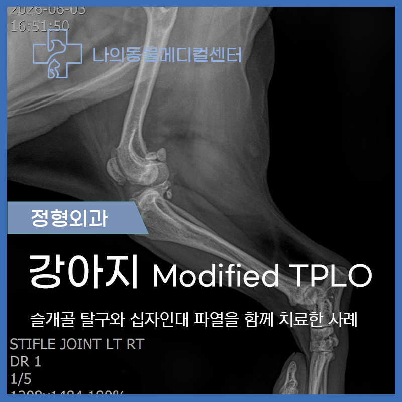 강아지 슬개골탈구·십자인대 동시 교정 수술 사례
