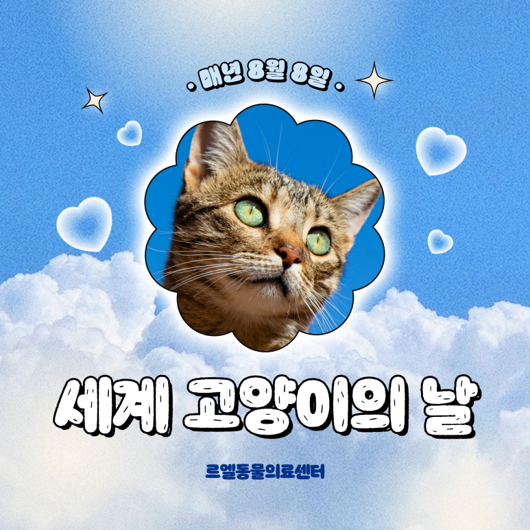 강아지 세계 고양이의 날, 캣치미 챌린지로 유기묘 지원 동참