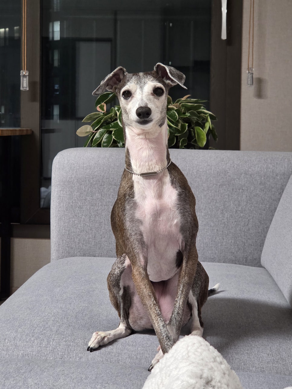 대구 수성구 동물병원: 강아지 면역매개성 혈소판감소증 치료 후기