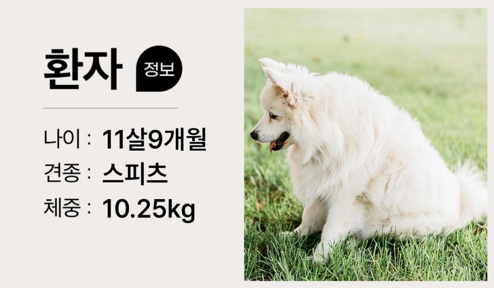 스피츠 혈뇨, 비장·간 종양 수술 후기 및 관리 — 사진 2