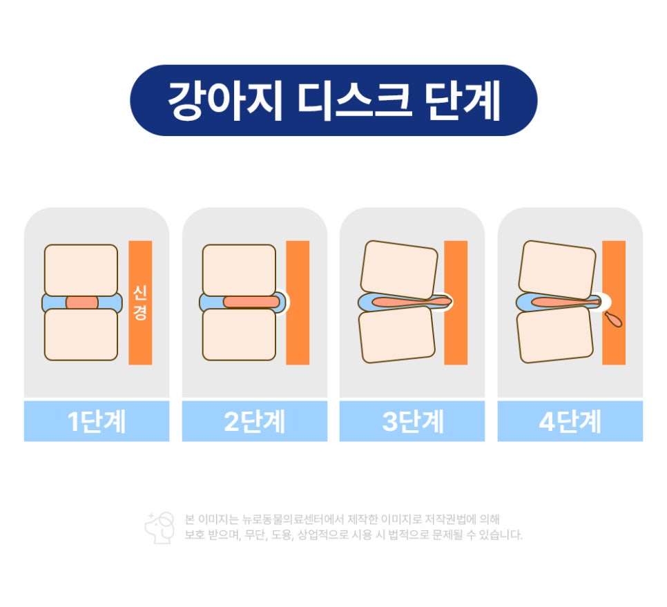치와와 디스크 수술, 부산 뉴로동물의료센터 MRI부터 재활까지 — 사진 5