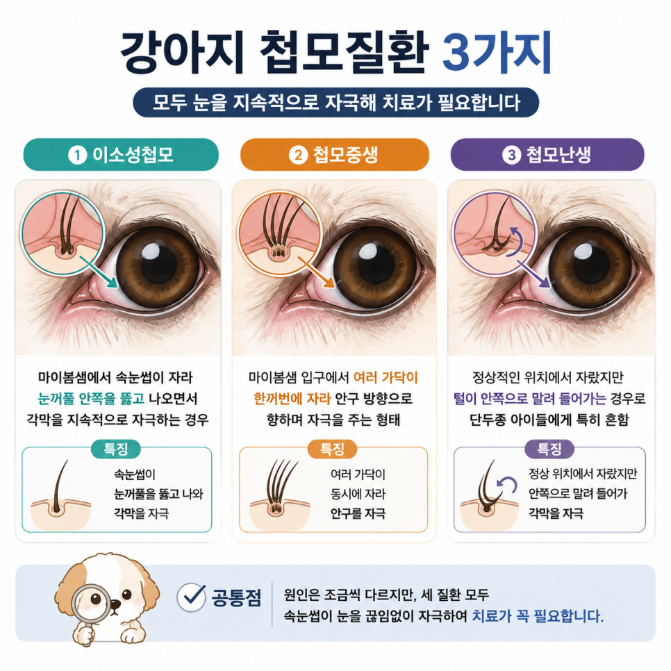 강아지 속눈썹 찔림, 눈곱·눈물 반복 시 확인 필수