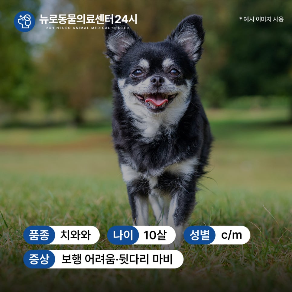 치와와 디스크 수술, 부산 뉴로동물의료센터 MRI부터 재활까지 — 사진 2