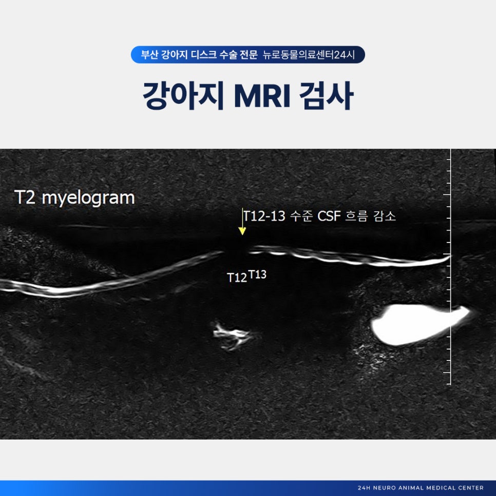 치와와 디스크 수술, 부산 뉴로동물의료센터 MRI부터 재활까지 — 사진 4