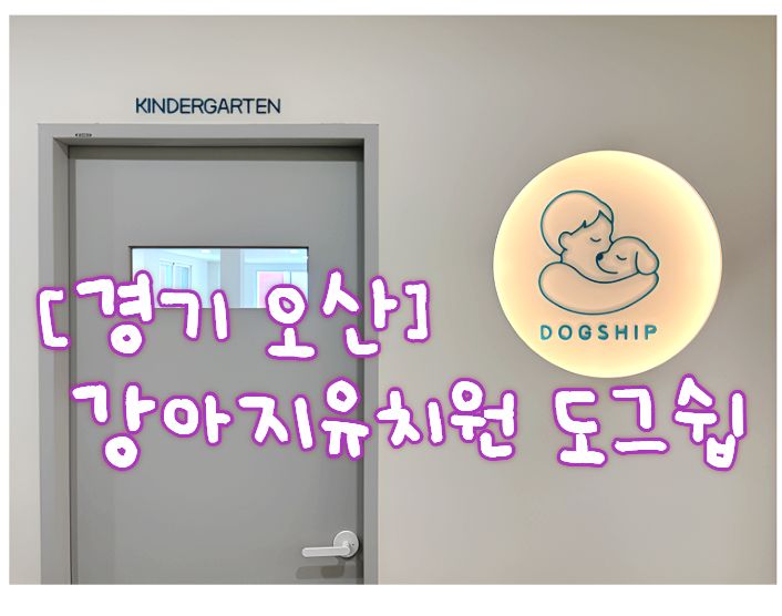 오산 도그쉽 강아지 유치원·교육 후기: 봄이의 성장 이야기