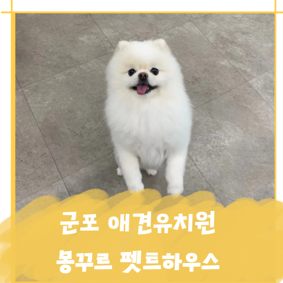 군포 애견유치원 몽꾸르, 5개월째 재등록하는 이유