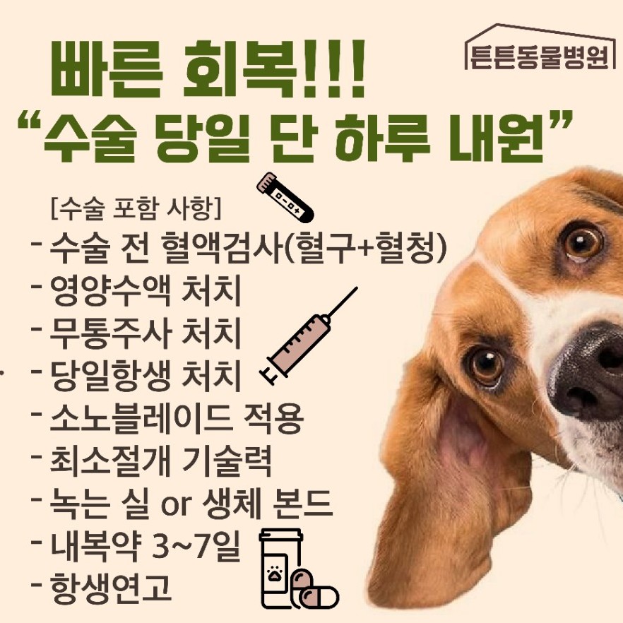 10개월 강아지 중성화 및 유치 발치, 위례 튼튼동물병원 — 사진 8