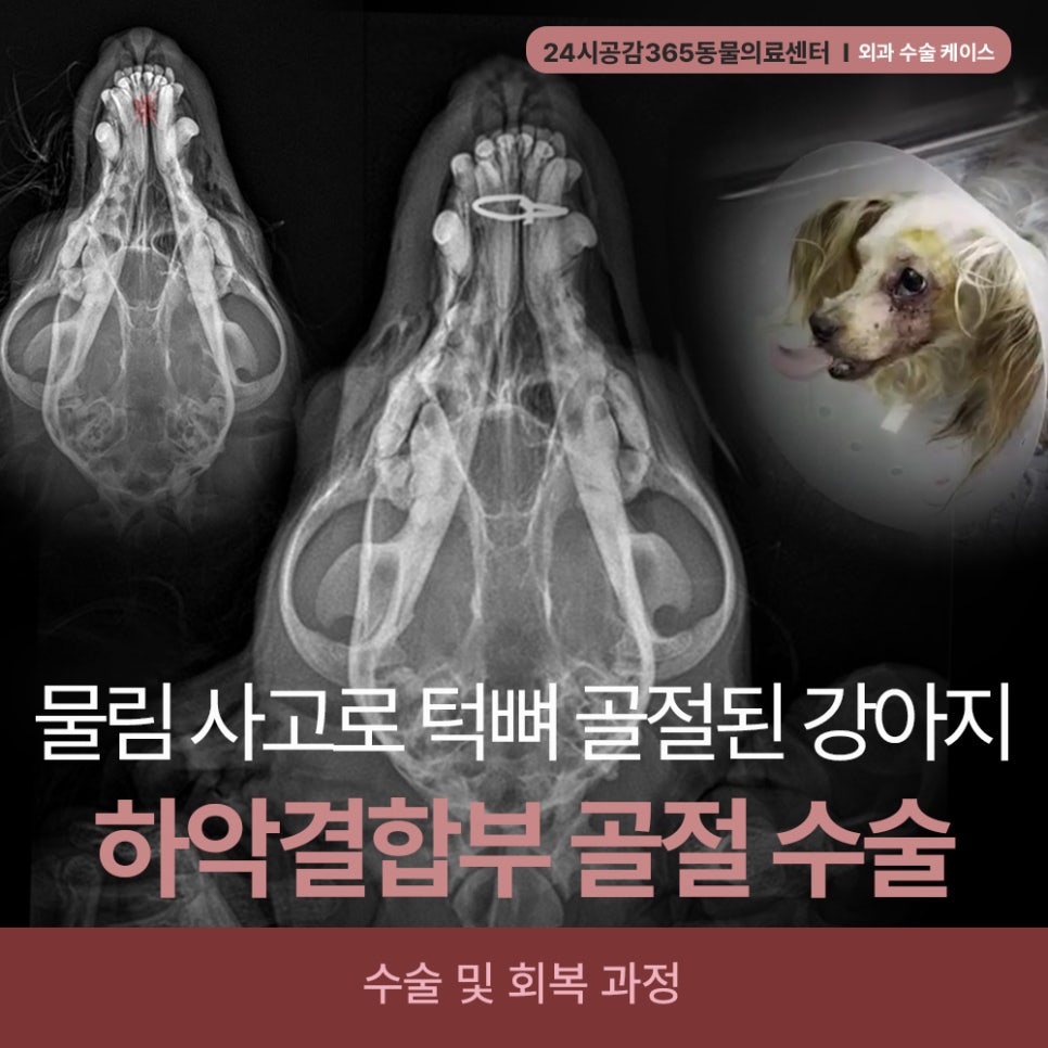 요크셔테리어 하악결합 골절, 24시공감365동물의료센터 수술 후기