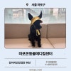 마포온동물메디컬센터 강아지 건강검진 후기