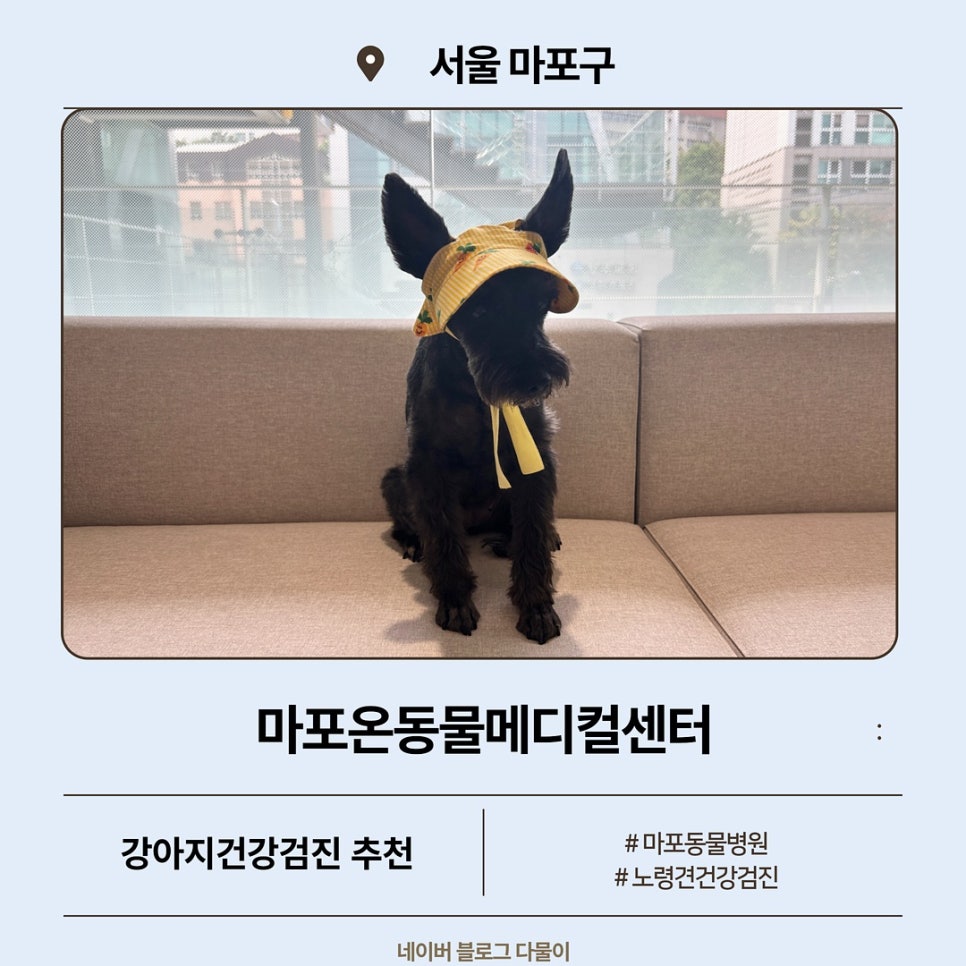 마포온동물메디컬센터 강아지 건강검진 후기