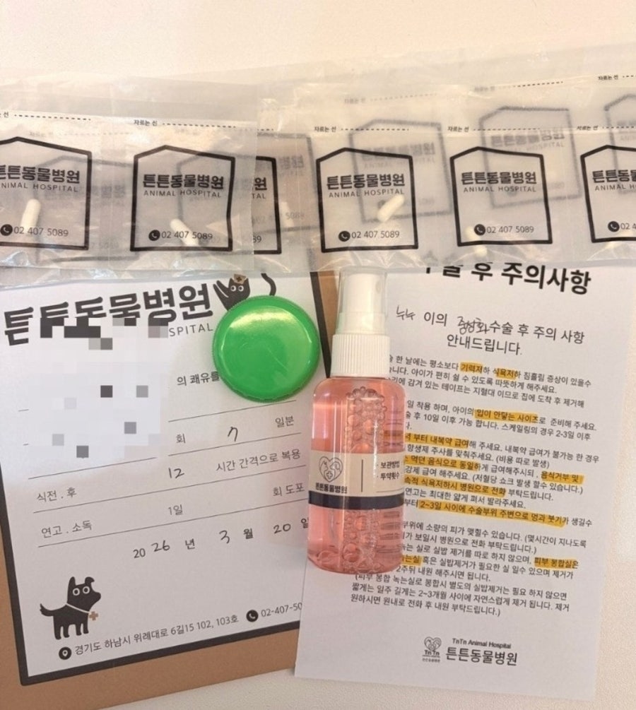 10개월 강아지 중성화 및 유치 발치, 위례 튼튼동물병원 — 사진 5